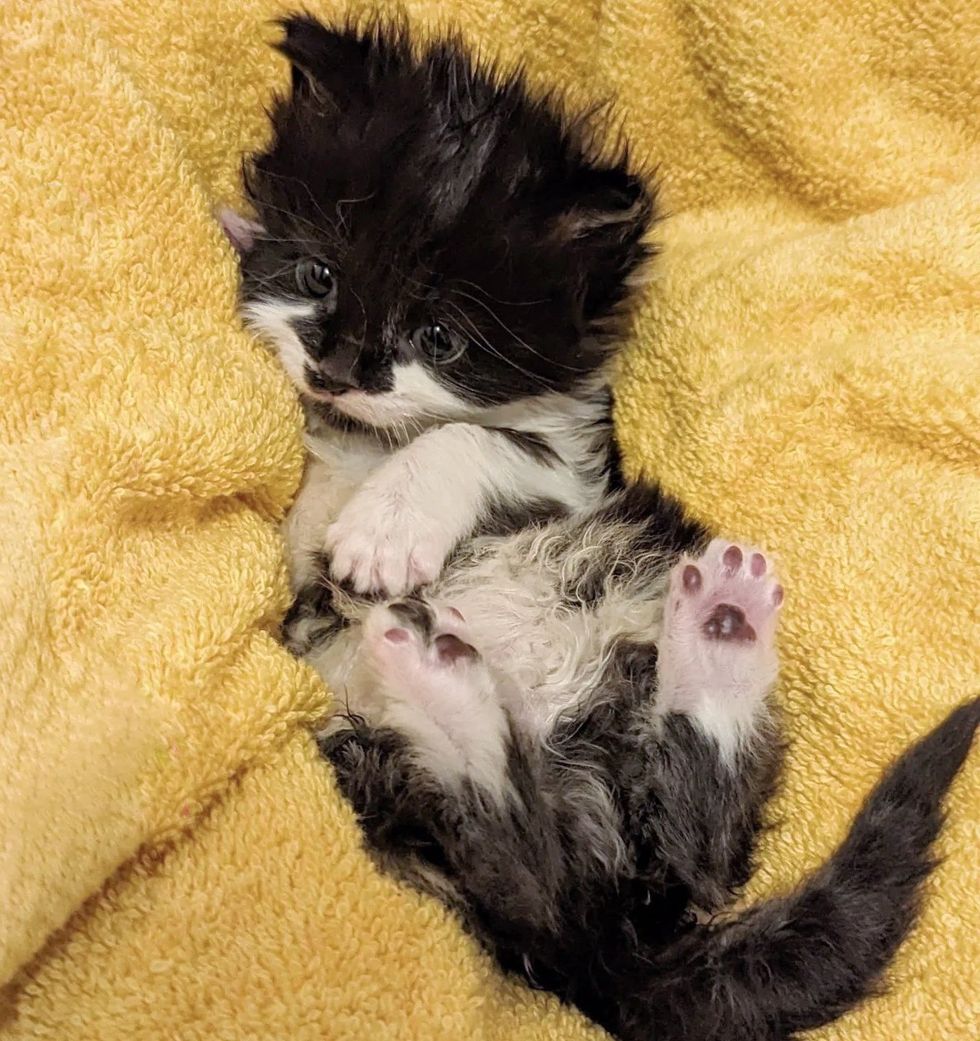 1689980082_370_Trabalhadores-notam-gatinho-sozinho-em-canteiro-de-obras-dias-depois Trabalhadores notam gatinho sozinho em canteiro de obras, dias depois outro gatinho aparece com o mesmo casaco