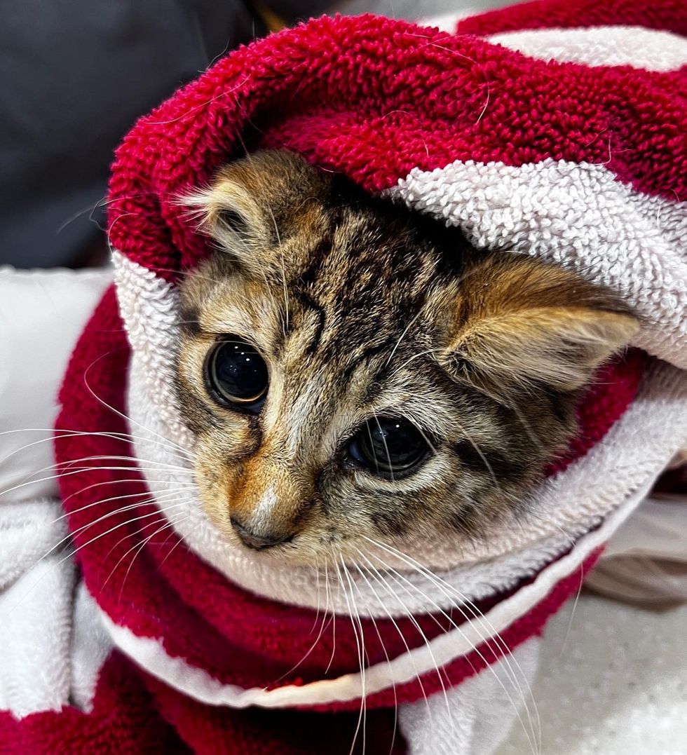 1689980369_118_Gatinho-estava-deitado-ao-lado-de-uma-parede-esperando-que Gatinho estava deitado ao lado de uma parede, esperando que alguém o notasse, dias depois sua vida mudou completamente