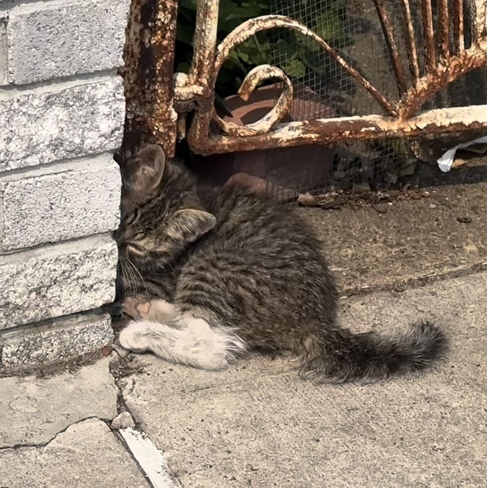 1689980369_952_Gatinho-estava-deitado-ao-lado-de-uma-parede-esperando-que Gatinho estava deitado ao lado de uma parede, esperando que alguém o notasse, dias depois sua vida mudou completamente