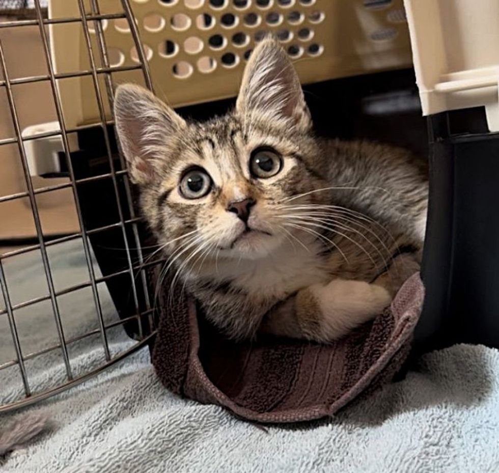 1689980370_31_Gatinho-estava-deitado-ao-lado-de-uma-parede-esperando-que Gatinho estava deitado ao lado de uma parede, esperando que alguém o notasse, dias depois sua vida mudou completamente