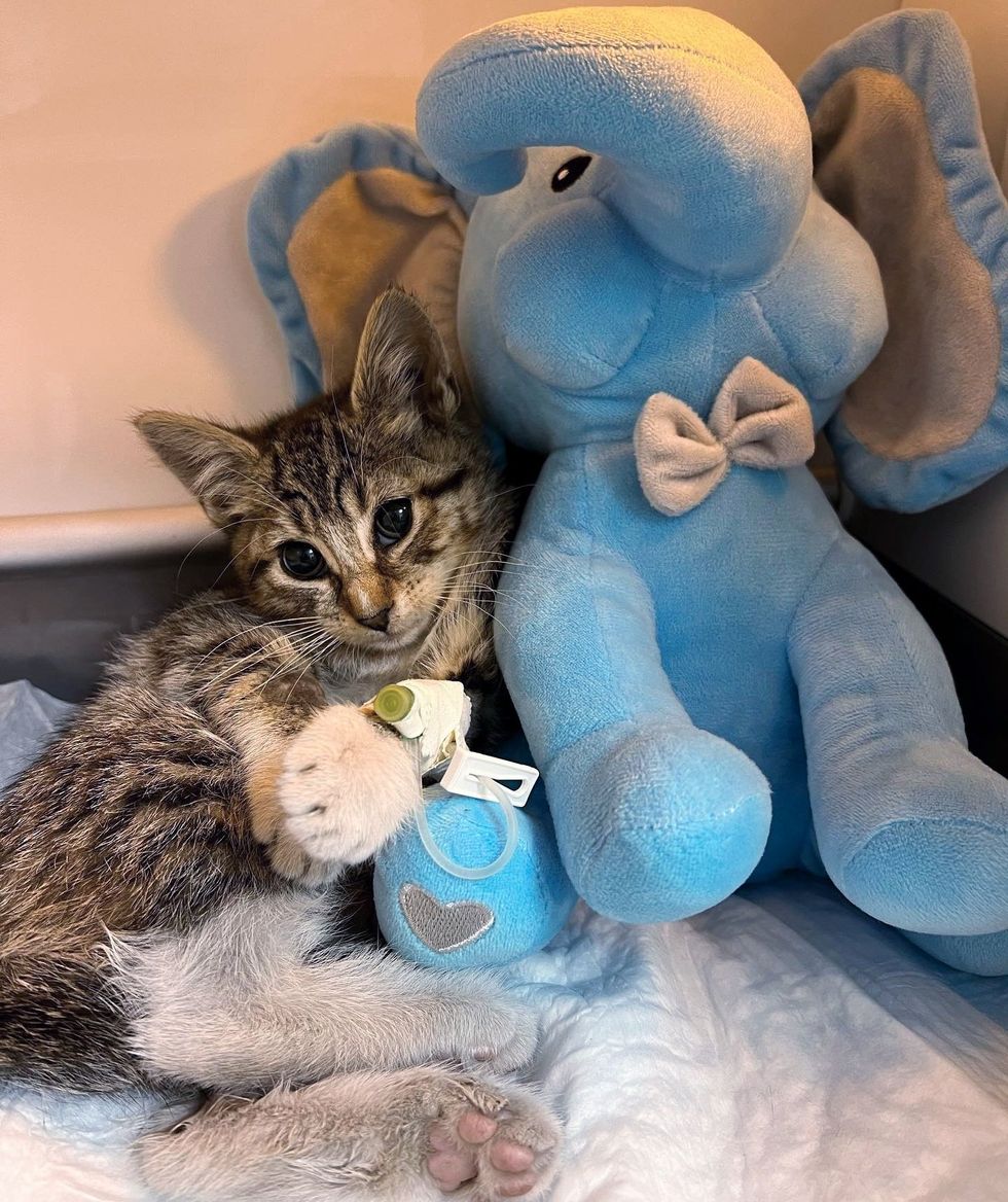 1689980370_595_Gatinho-estava-deitado-ao-lado-de-uma-parede-esperando-que Gatinho estava deitado ao lado de uma parede, esperando que alguém o notasse, dias depois sua vida mudou completamente