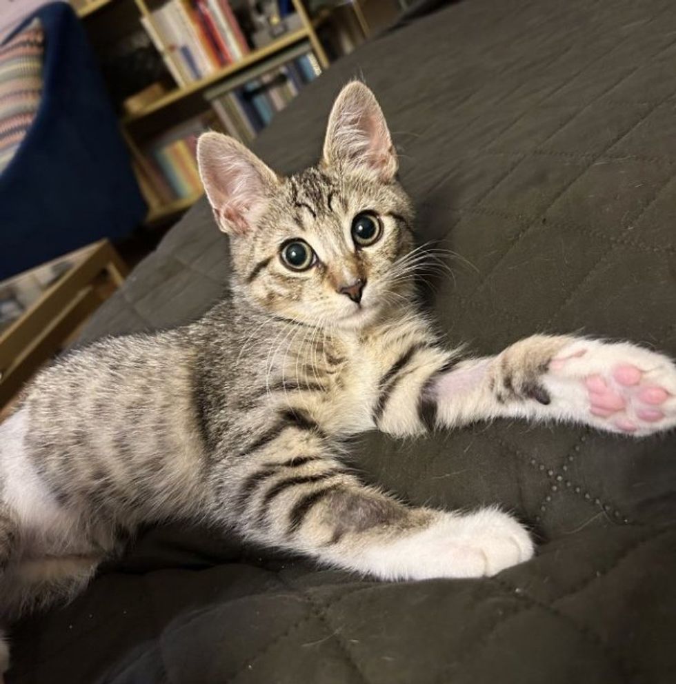 1689980370_678_Gatinho-estava-deitado-ao-lado-de-uma-parede-esperando-que Gatinho estava deitado ao lado de uma parede, esperando que alguém o notasse, dias depois sua vida mudou completamente