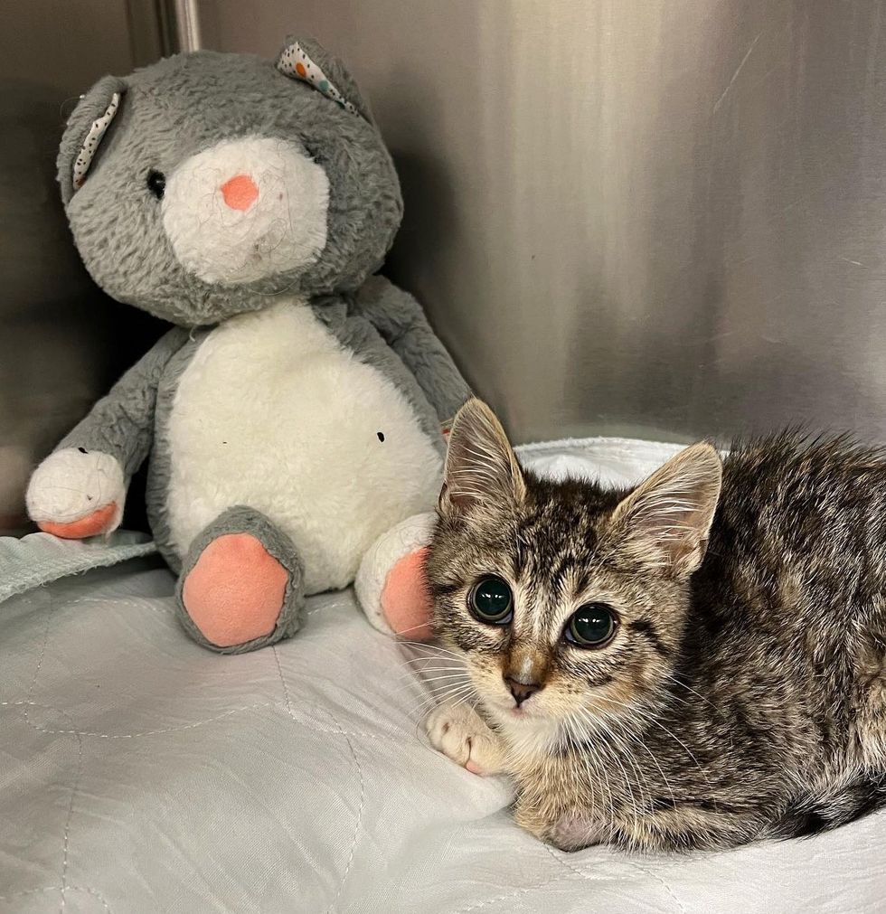 1689980370_772_Gatinho-estava-deitado-ao-lado-de-uma-parede-esperando-que Gatinho estava deitado ao lado de uma parede, esperando que alguém o notasse, dias depois sua vida mudou completamente