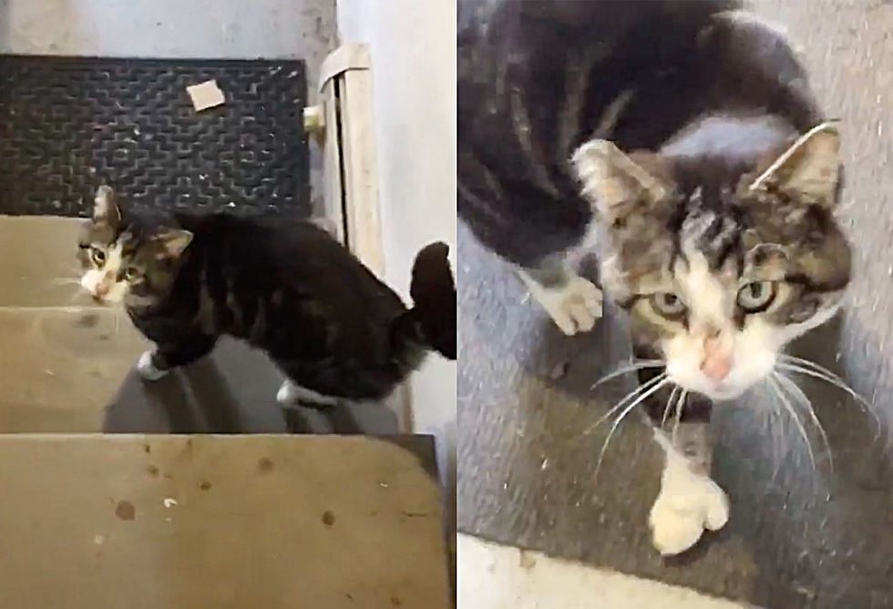 1689980492_646_Gato-manca-ate-a-frente-de-uma-casa-e-comeca Gato manca até a frente de uma casa e começa a dormir lá até que alguém o tire das ruas para sempre