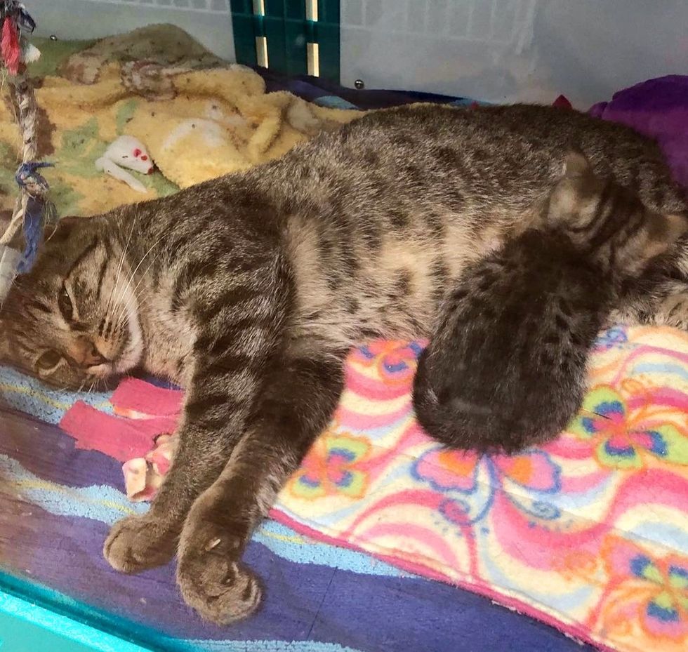 1689980620_376_Gata-nunca-deixou-seu-gatinho-desde-o-primeiro-dia-eles Gata nunca deixou seu gatinho desde o primeiro dia, eles dependem um do outro de uma maneira linda