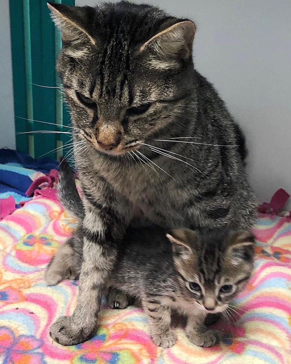 1689980620_968_Gata-nunca-deixou-seu-gatinho-desde-o-primeiro-dia-eles Gata nunca deixou seu gatinho desde o primeiro dia, eles dependem um do outro de uma maneira linda