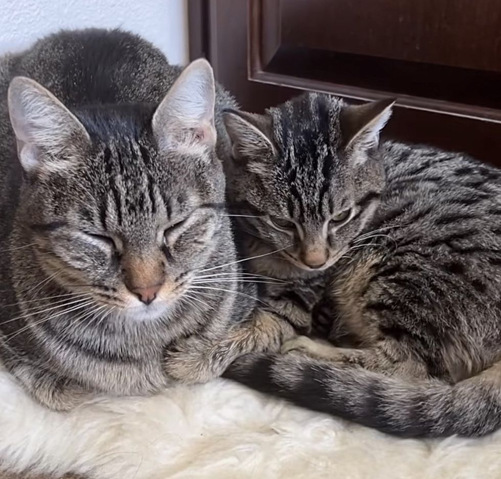 1689980621_415_Gata-nunca-deixou-seu-gatinho-desde-o-primeiro-dia-eles Gata nunca deixou seu gatinho desde o primeiro dia, eles dependem um do outro de uma maneira linda