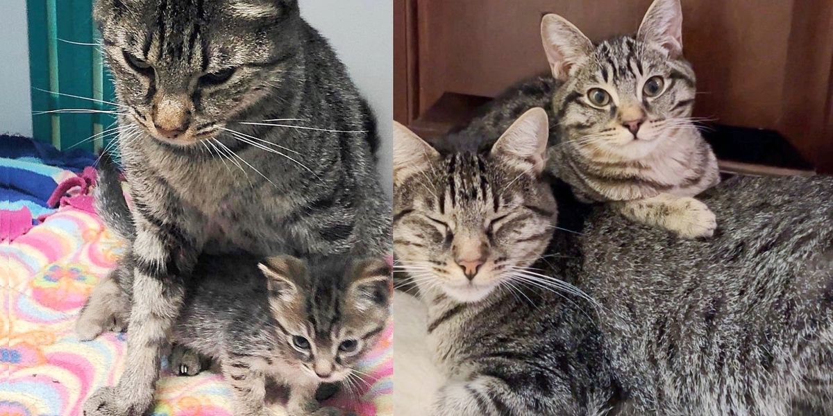 Gata nunca deixou seu gatinho desde o primeiro dia, eles dependem um do outro de uma maneira linda