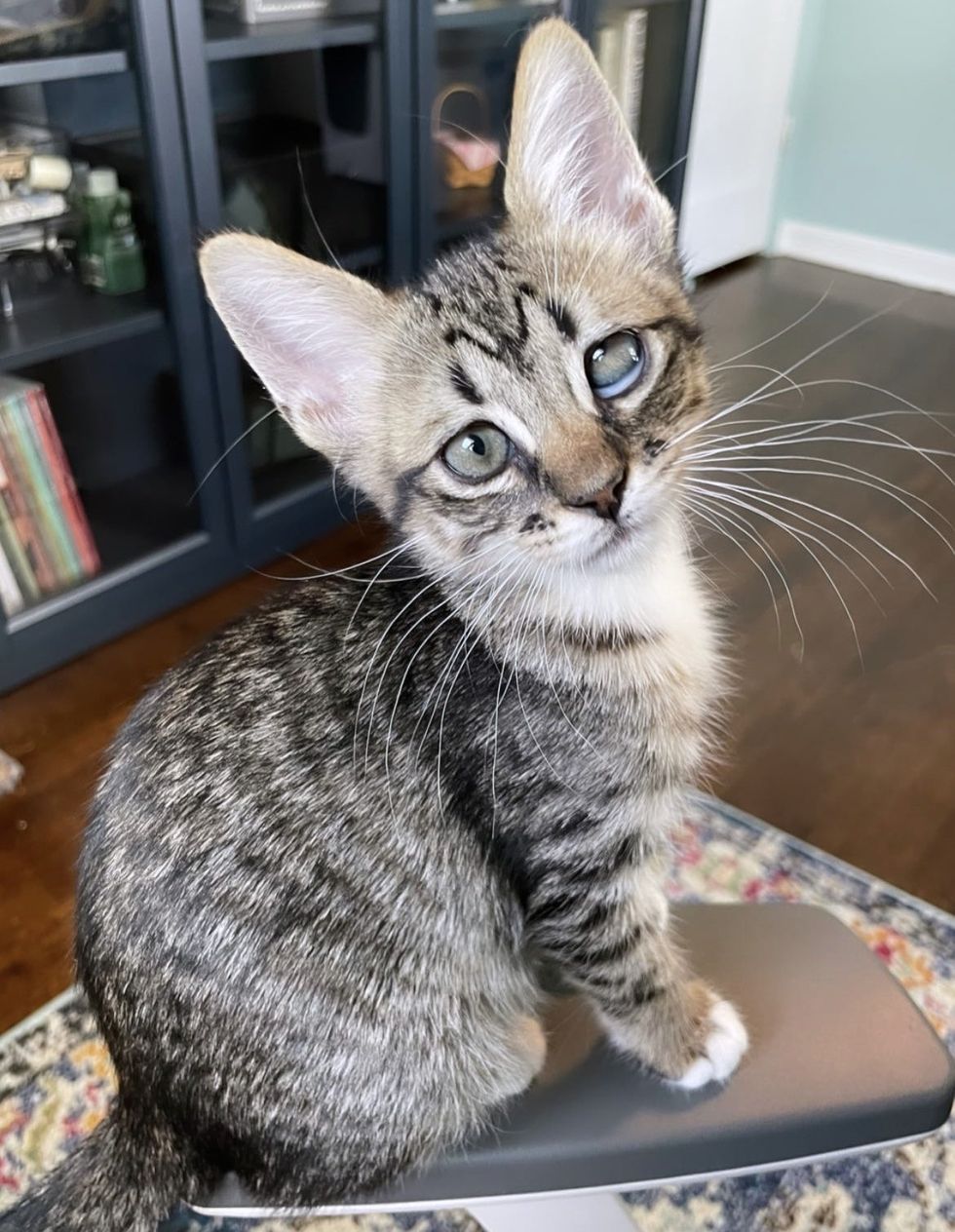 1689981056_343_Socorrista-decide-trazer-para-casa-dois-gatinhos-solitarios-do-abrigo Socorrista decide trazer para casa dois gatinhos solitários do abrigo, e acaba sendo a melhor coisa de todas