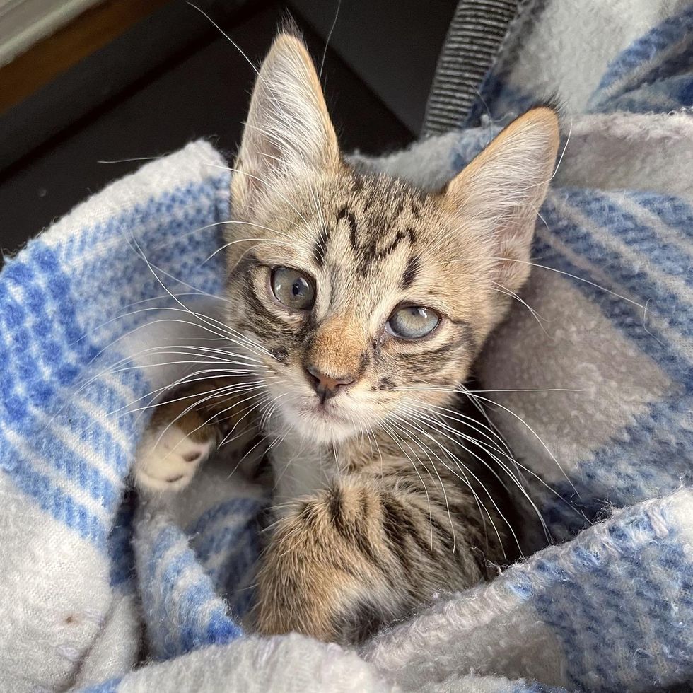 1689981056_411_Socorrista-decide-trazer-para-casa-dois-gatinhos-solitarios-do-abrigo Socorrista decide trazer para casa dois gatinhos solitários do abrigo, e acaba sendo a melhor coisa de todas