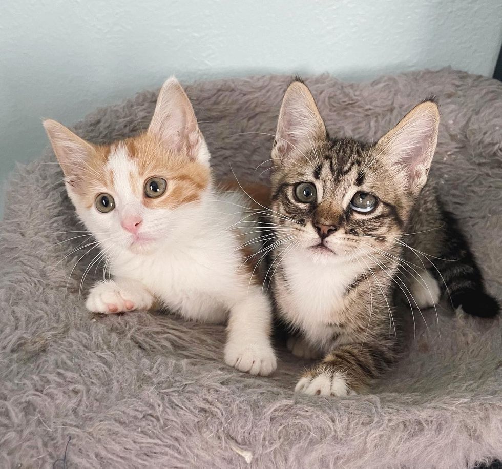 1689981057_200_Socorrista-decide-trazer-para-casa-dois-gatinhos-solitarios-do-abrigo Socorrista decide trazer para casa dois gatinhos solitários do abrigo, e acaba sendo a melhor coisa de todas