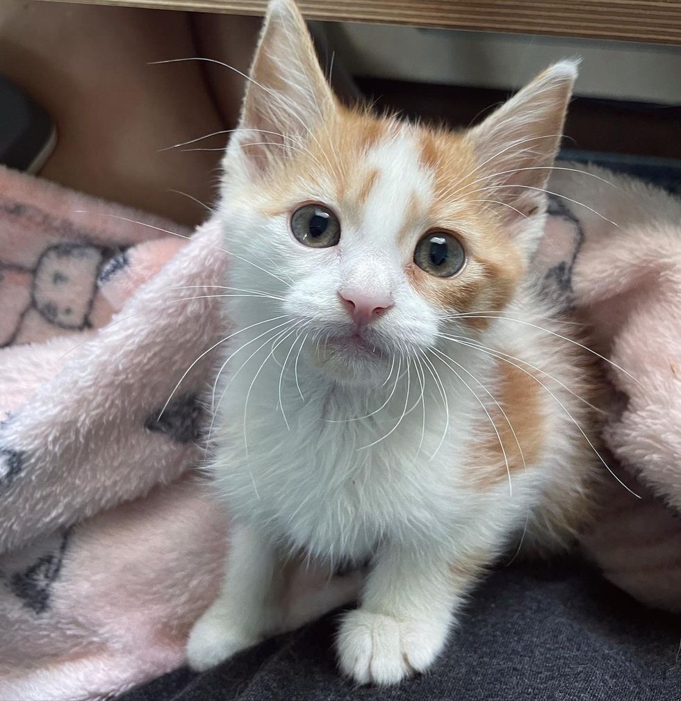 1689981057_516_Socorrista-decide-trazer-para-casa-dois-gatinhos-solitarios-do-abrigo Socorrista decide trazer para casa dois gatinhos solitários do abrigo, e acaba sendo a melhor coisa de todas