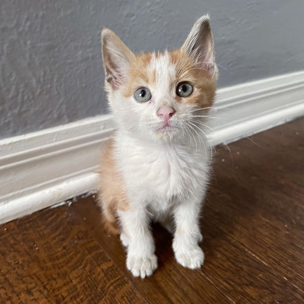 1689981057_650_Socorrista-decide-trazer-para-casa-dois-gatinhos-solitarios-do-abrigo Socorrista decide trazer para casa dois gatinhos solitários do abrigo, e acaba sendo a melhor coisa de todas