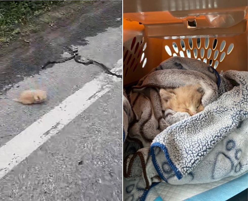 1689981179_801_Gatinho-avistado-na-beira-da-estrada-agora-tem-um-amigo Gatinho avistado na beira da estrada agora tem um amigo gato para se apoiar o tempo todo, graças a muitos voluntários