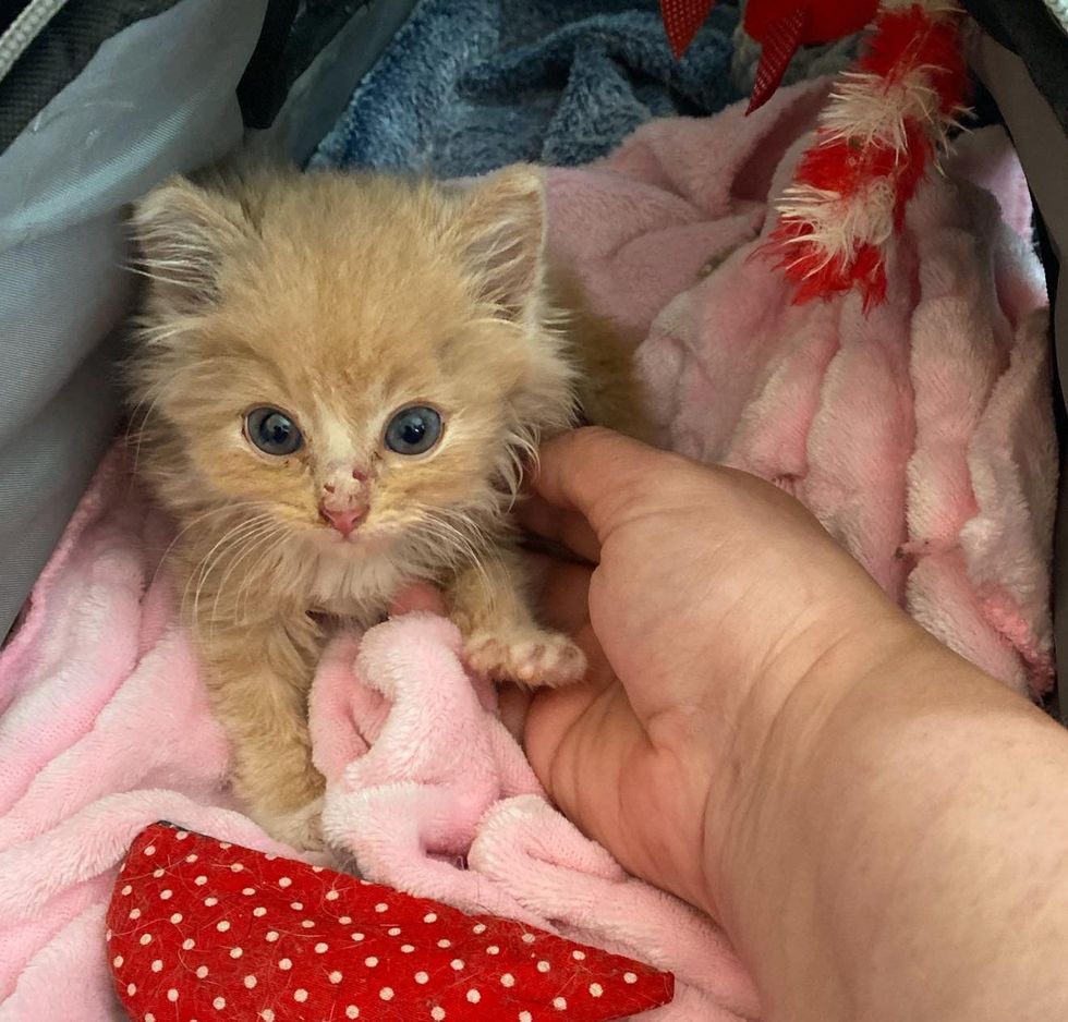 1689981180_27_Gatinho-avistado-na-beira-da-estrada-agora-tem-um-amigo Gatinho avistado na beira da estrada agora tem um amigo gato para se apoiar o tempo todo, graças a muitos voluntários