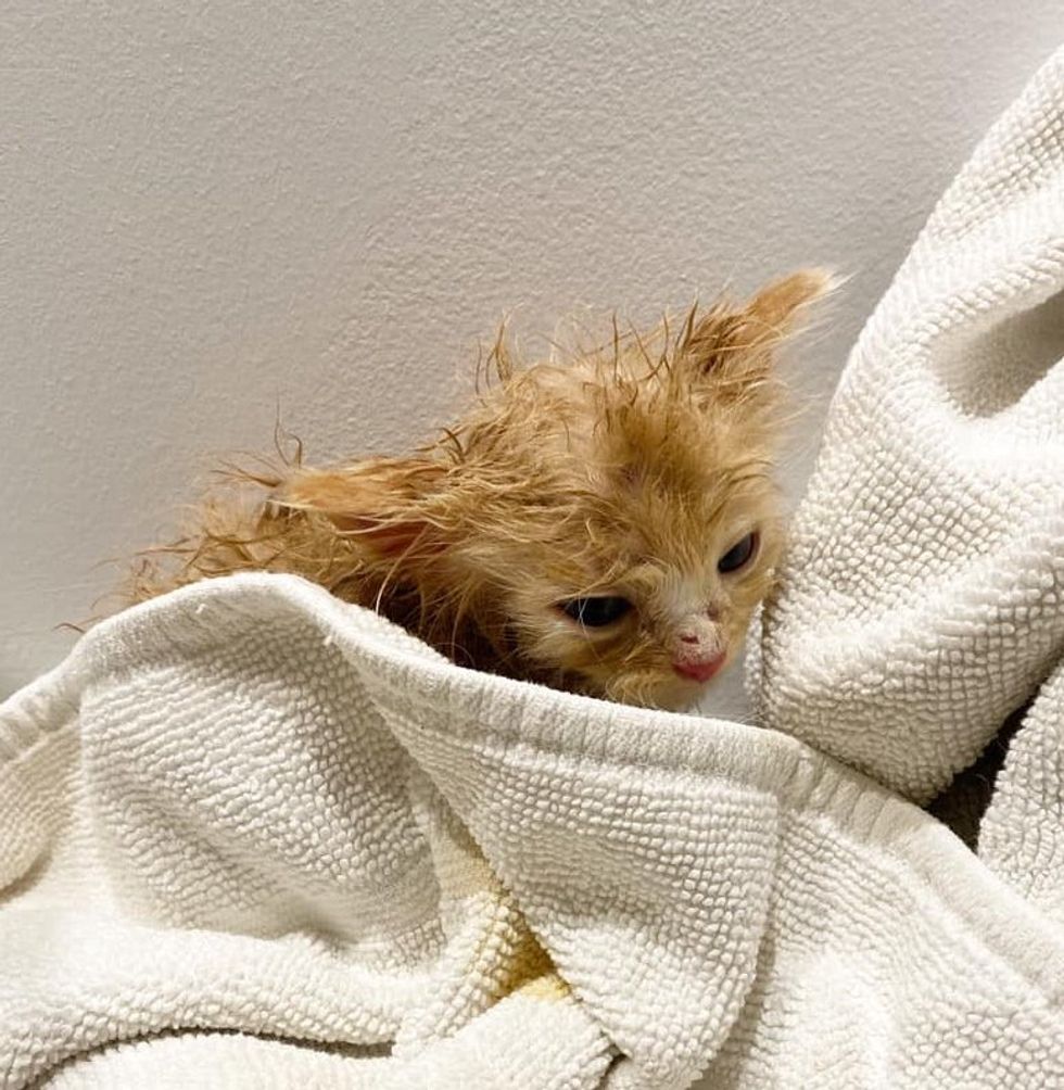 1689981180_542_Gatinho-avistado-na-beira-da-estrada-agora-tem-um-amigo Gatinho avistado na beira da estrada agora tem um amigo gato para se apoiar o tempo todo, graças a muitos voluntários