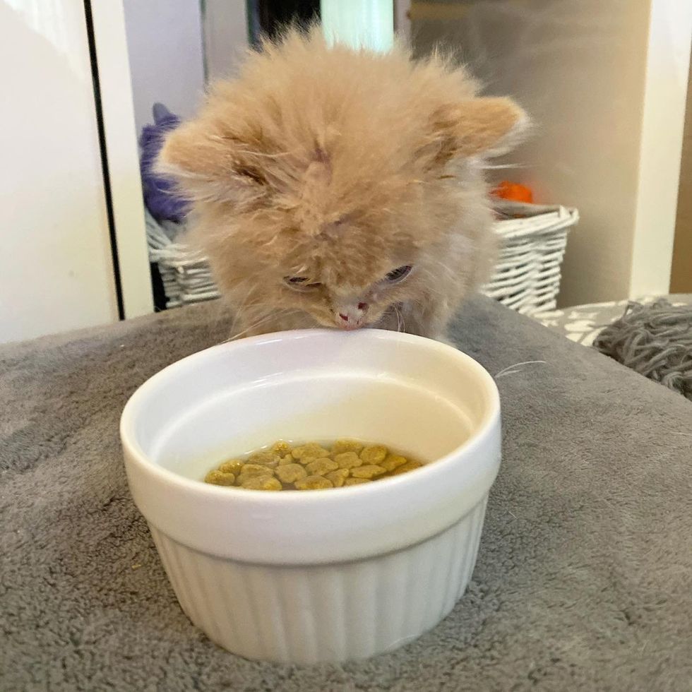 1689981180_560_Gatinho-avistado-na-beira-da-estrada-agora-tem-um-amigo Gatinho avistado na beira da estrada agora tem um amigo gato para se apoiar o tempo todo, graças a muitos voluntários