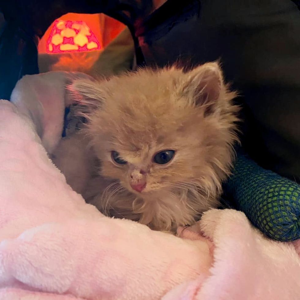 1689981180_702_Gatinho-avistado-na-beira-da-estrada-agora-tem-um-amigo Gatinho avistado na beira da estrada agora tem um amigo gato para se apoiar o tempo todo, graças a muitos voluntários