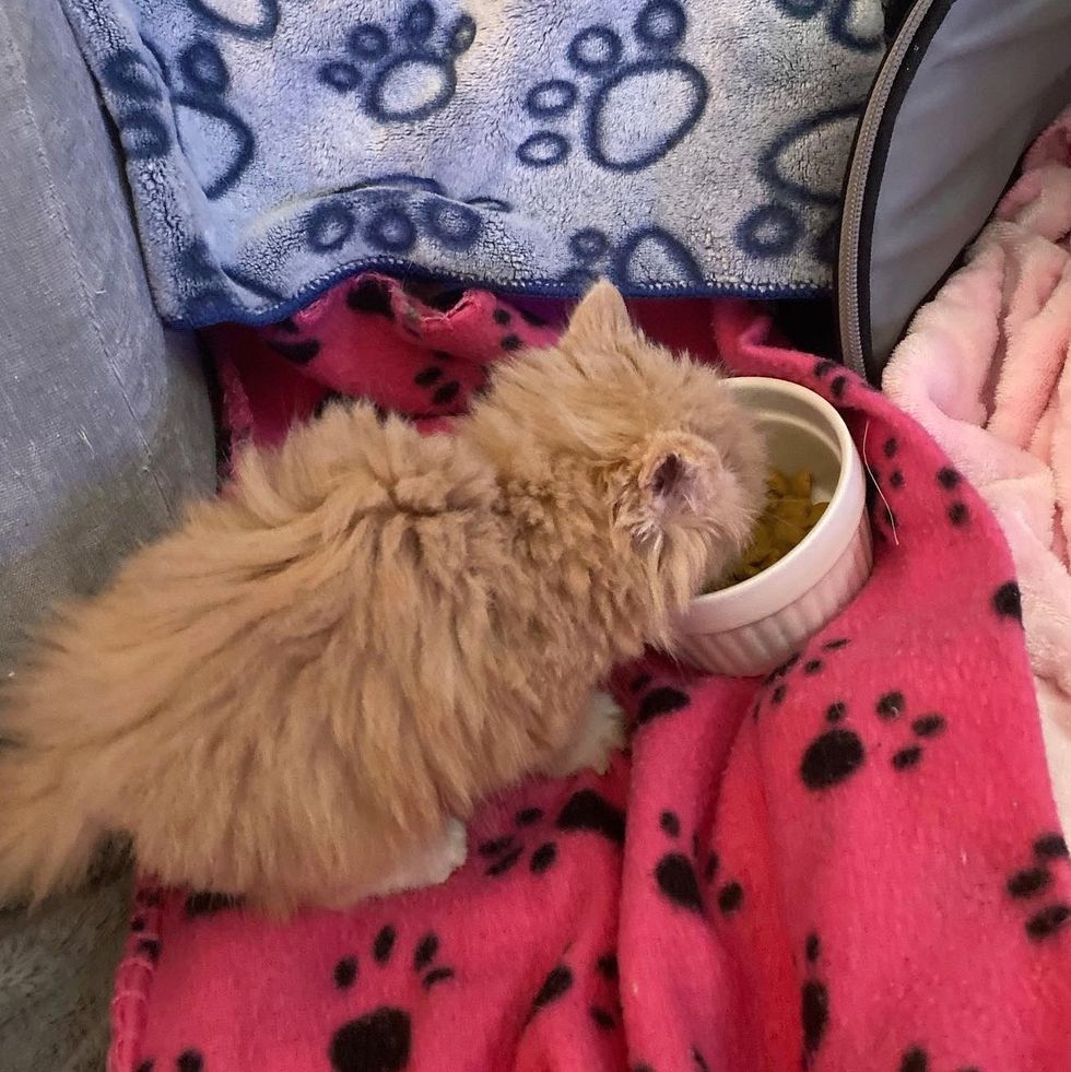 1689981181_806_Gatinho-avistado-na-beira-da-estrada-agora-tem-um-amigo Gatinho avistado na beira da estrada agora tem um amigo gato para se apoiar o tempo todo, graças a muitos voluntários