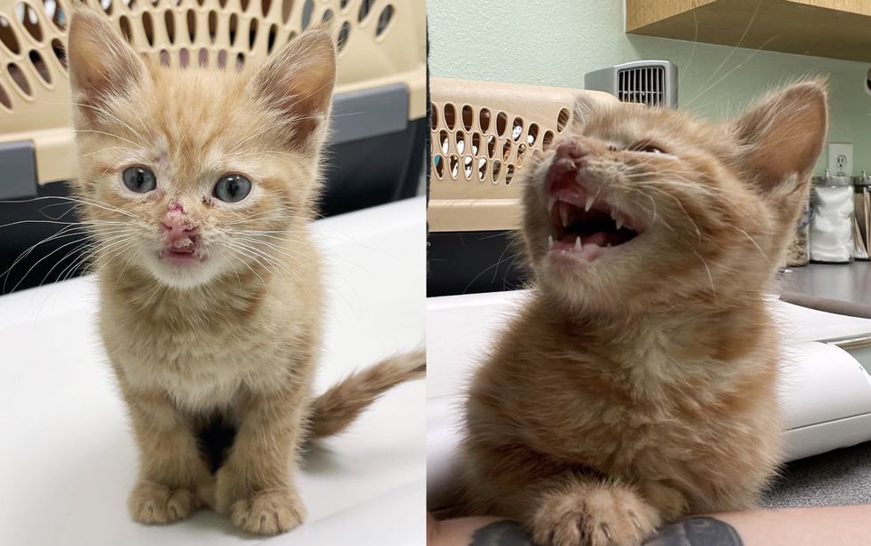 1689981302_267_Gatinho-com-labio-de-Elvis-solta-o-miado-mais-chorao Gatinho com 'lábio de Elvis' solta o miado mais chorão quando encontra a pessoa que estava esperando