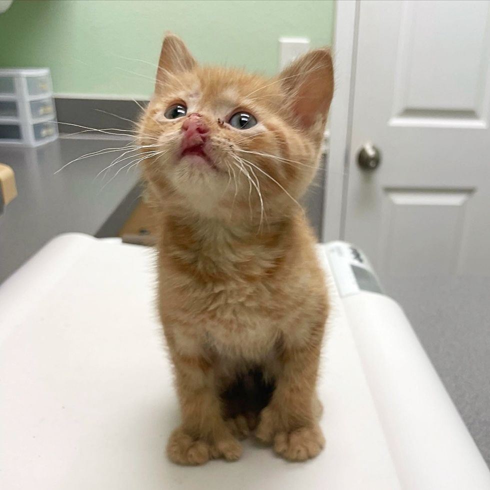 1689981302_371_Gatinho-com-labio-de-Elvis-solta-o-miado-mais-chorao Gatinho com 'lábio de Elvis' solta o miado mais chorão quando encontra a pessoa que estava esperando