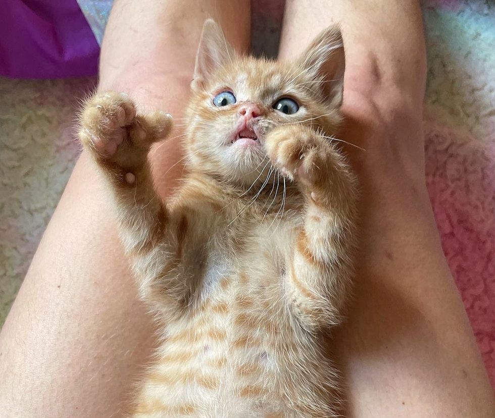 1689981302_883_Gatinho-com-labio-de-Elvis-solta-o-miado-mais-chorao Gatinho com 'lábio de Elvis' solta o miado mais chorão quando encontra a pessoa que estava esperando