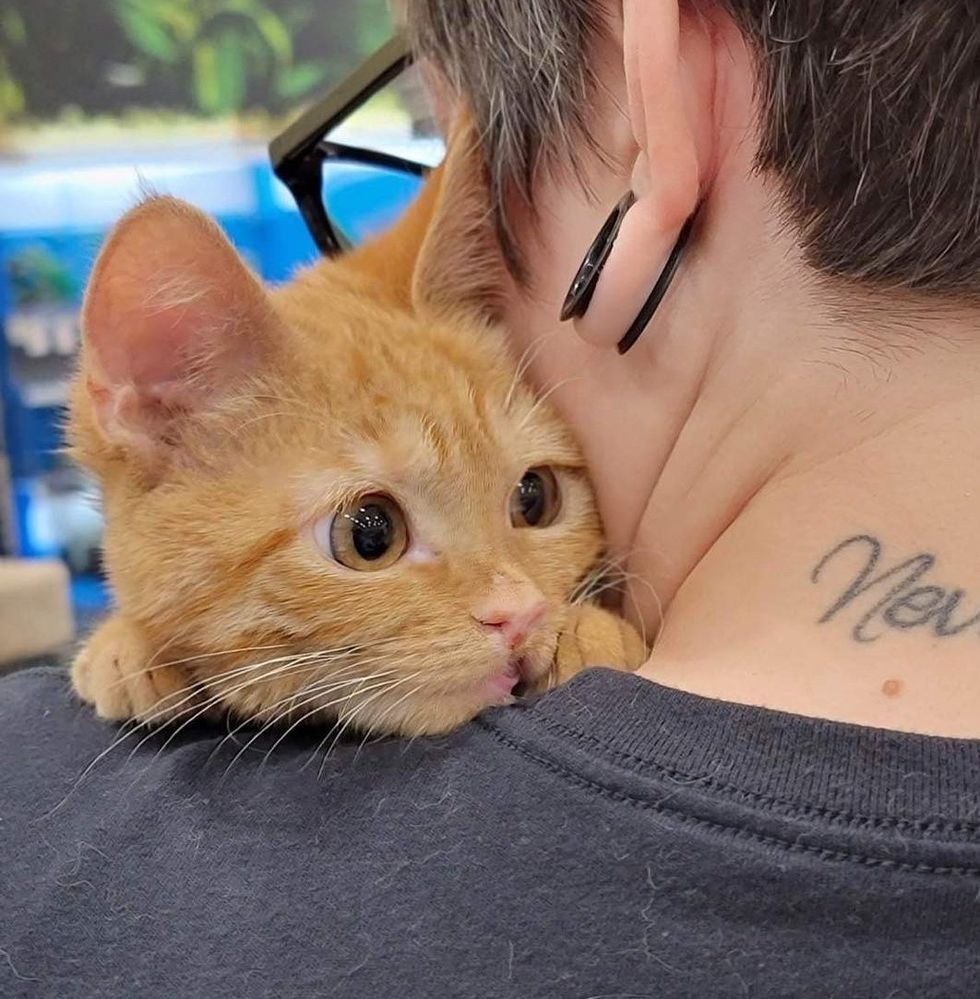 1689981303_402_Gatinho-com-labio-de-Elvis-solta-o-miado-mais-chorao Gatinho com 'lábio de Elvis' solta o miado mais chorão quando encontra a pessoa que estava esperando