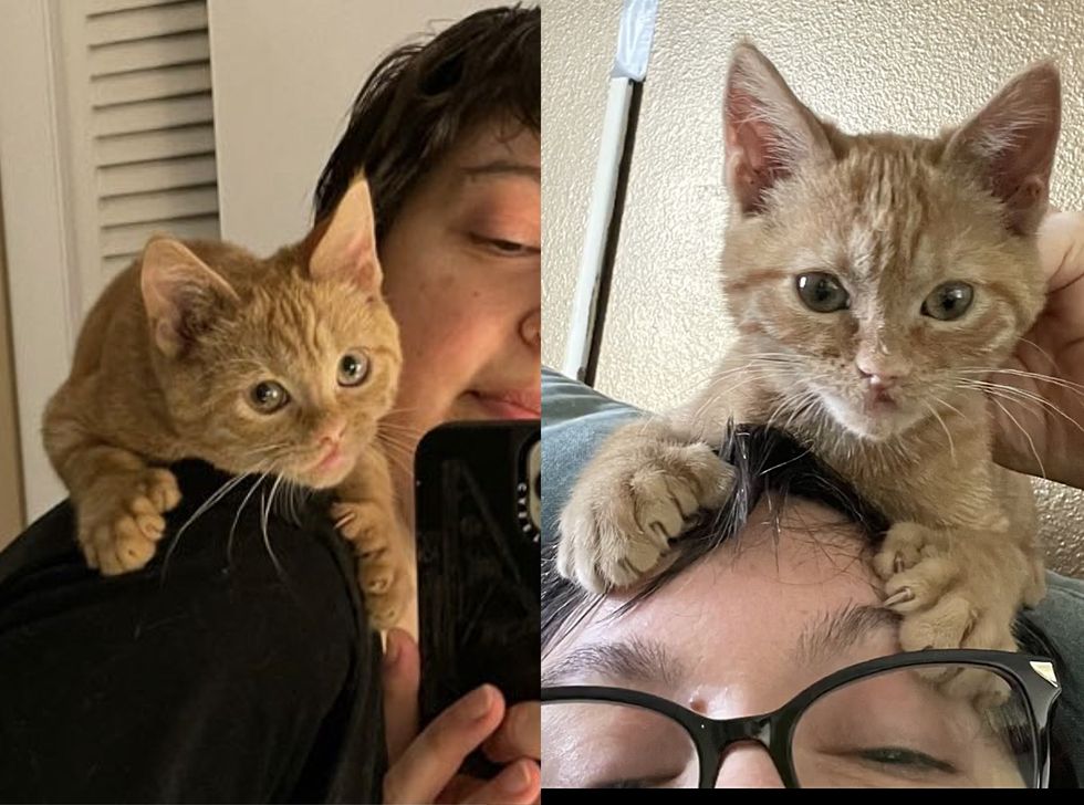 1689981304_745_Gatinho-com-labio-de-Elvis-solta-o-miado-mais-chorao Gatinho com 'lábio de Elvis' solta o miado mais chorão quando encontra a pessoa que estava esperando