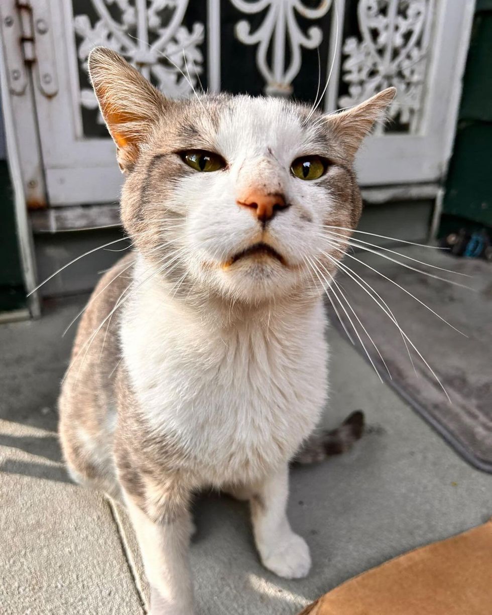 1689981428_146_Gato-arrancado-da-rua-depois-de-anos-se-une-a Gato arrancado da rua depois de anos se une a gato doméstico e preenche o que faltava em casa