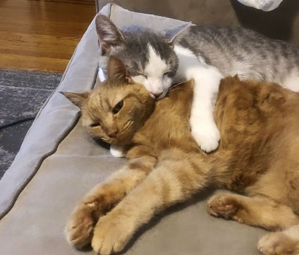 1689981429_404_Gato-arrancado-da-rua-depois-de-anos-se-une-a Gato arrancado da rua depois de anos se une a gato doméstico e preenche o que faltava em casa