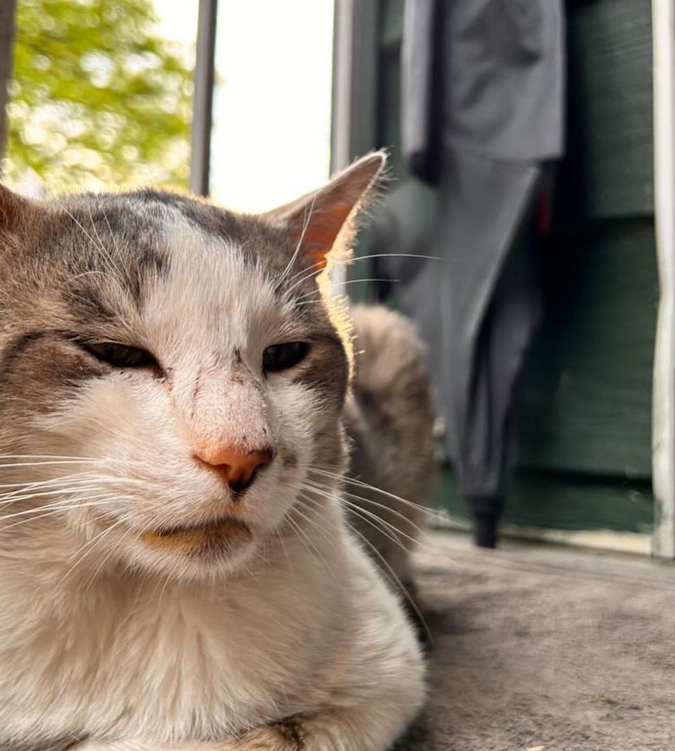 1689981429_965_Gato-arrancado-da-rua-depois-de-anos-se-une-a Gato arrancado da rua depois de anos se une a gato doméstico e preenche o que faltava em casa