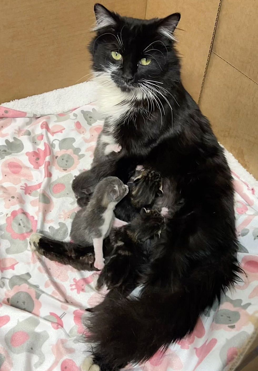 1689981548_940_Vizinhos-foram-ajudar-gato-abandonado-na-rua-e-acabaram-salvando Vizinhos foram ajudar gato abandonado na rua e acabaram salvando cinco gatinhos também