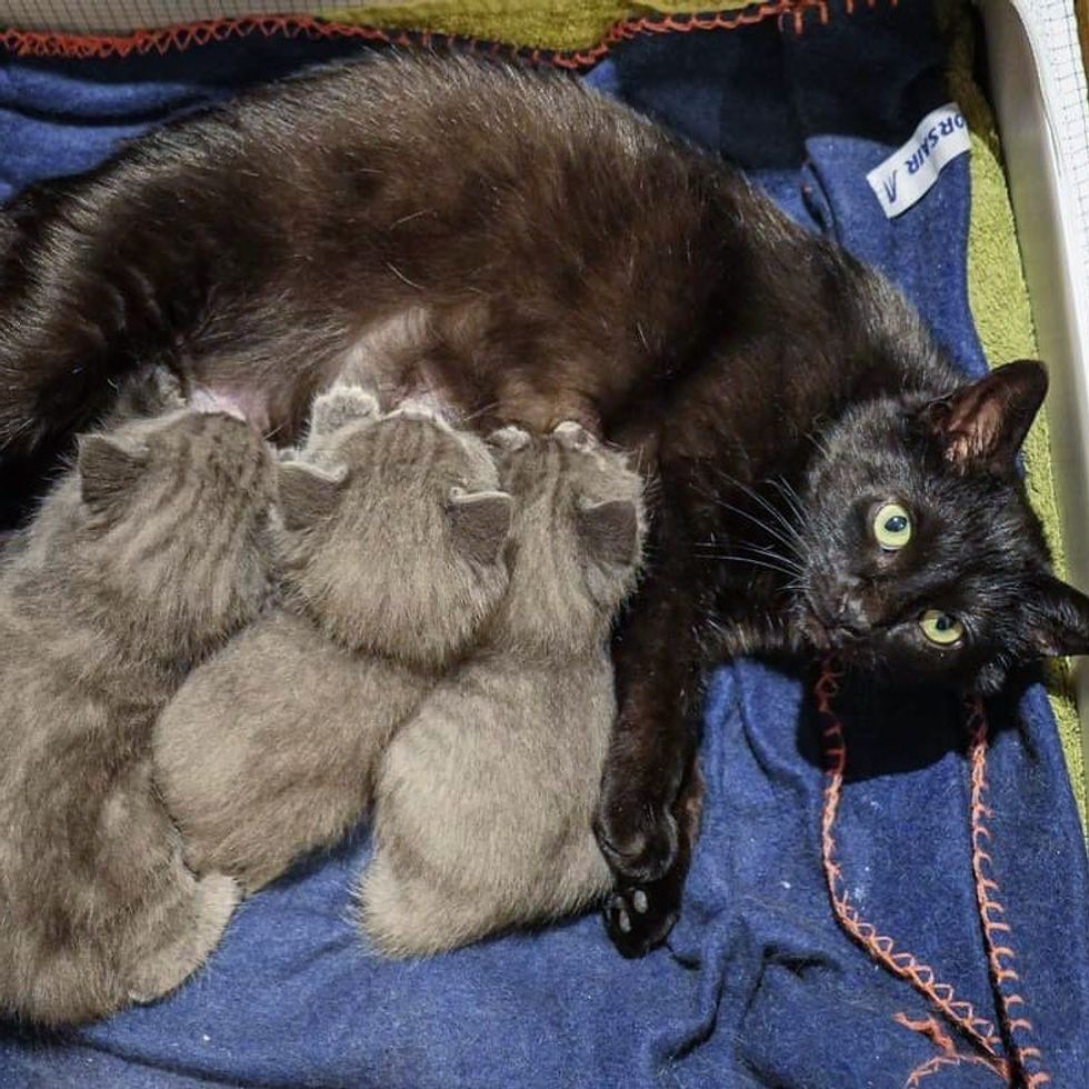 1689981812_465_Gata-entra-na-caixa-pronta-para-se-mudar-para-dentro Gata entra na caixa pronta para se mudar para dentro de casa, para que seus três gatinhos possam ter o que ela não pode fornecer