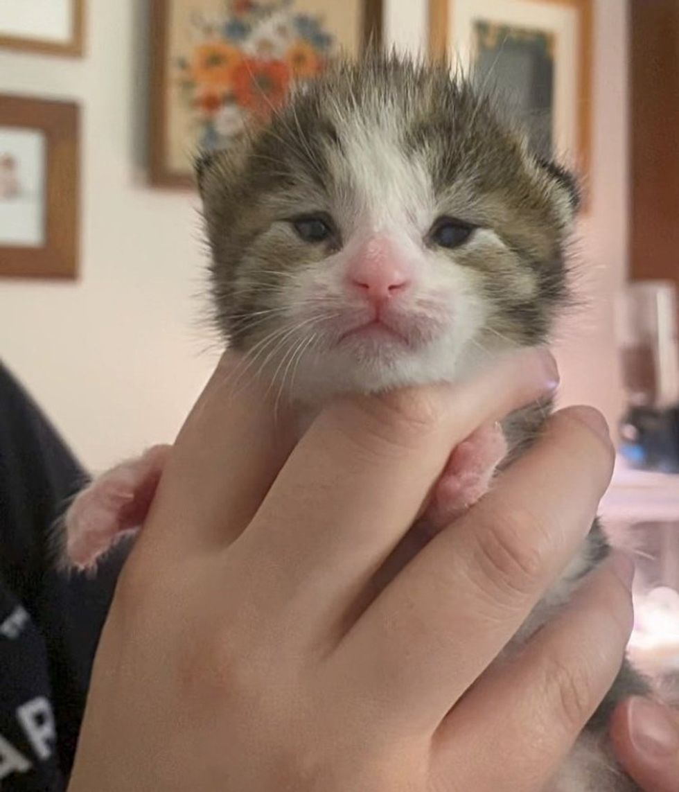 1689985600_322_Gatinho-deixado-para-tras-em-um-capacho-e-levado-para Gatinho deixado para trás em um capacho é levado para uma casa onde os gatos residentes decidem ajudar