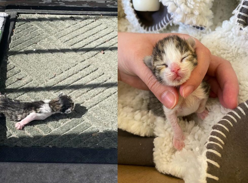 1689985600_986_Gatinho-deixado-para-tras-em-um-capacho-e-levado-para Gatinho deixado para trás em um capacho é levado para uma casa onde os gatos residentes decidem ajudar