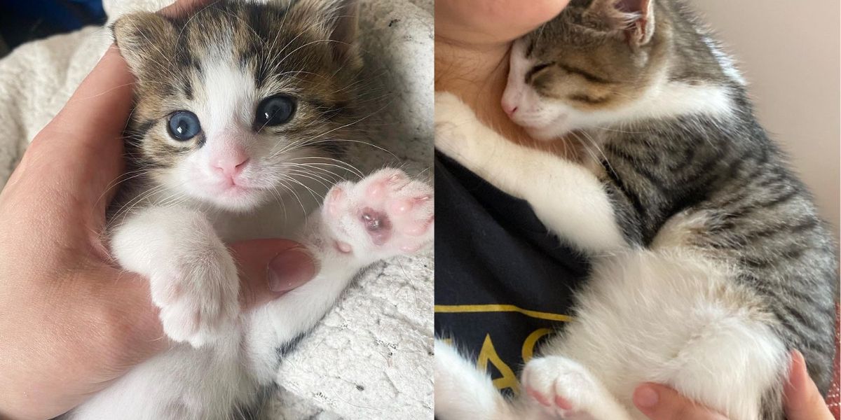 Gatinho deixado para trás em um capacho é levado para uma casa onde os gatos residentes decidem ajudar