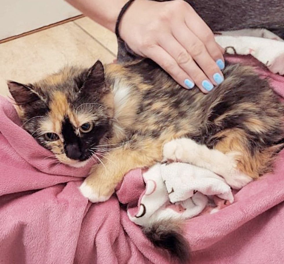 1689992927_312_Gata-vem-a-casa-certa-para-comer-e-acaba-sendo Gata vem à casa certa para comer e acaba sendo adotada pelo casal que tem seu irmão