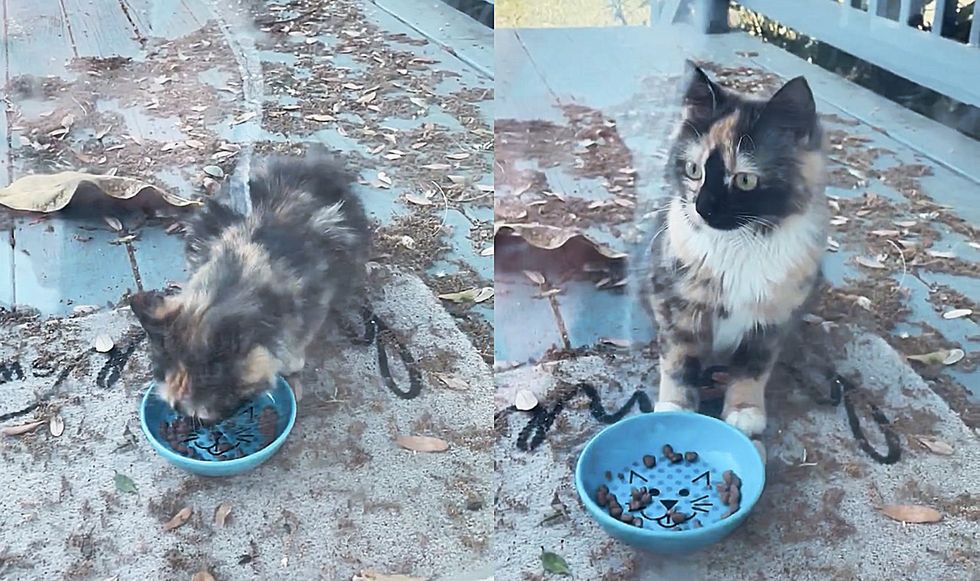 1689992927_850_Gata-vem-a-casa-certa-para-comer-e-acaba-sendo Gata vem à casa certa para comer e acaba sendo adotada pelo casal que tem seu irmão