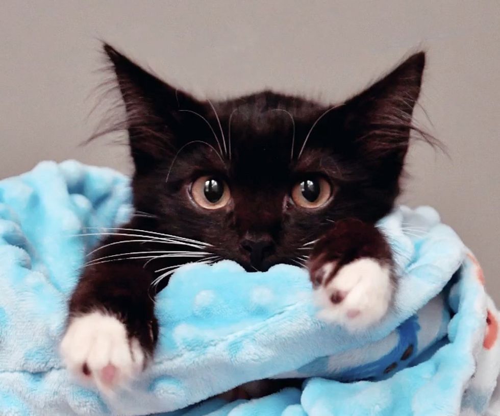 1689992928_877_Gata-vem-a-casa-certa-para-comer-e-acaba-sendo Gata vem à casa certa para comer e acaba sendo adotada pelo casal que tem seu irmão