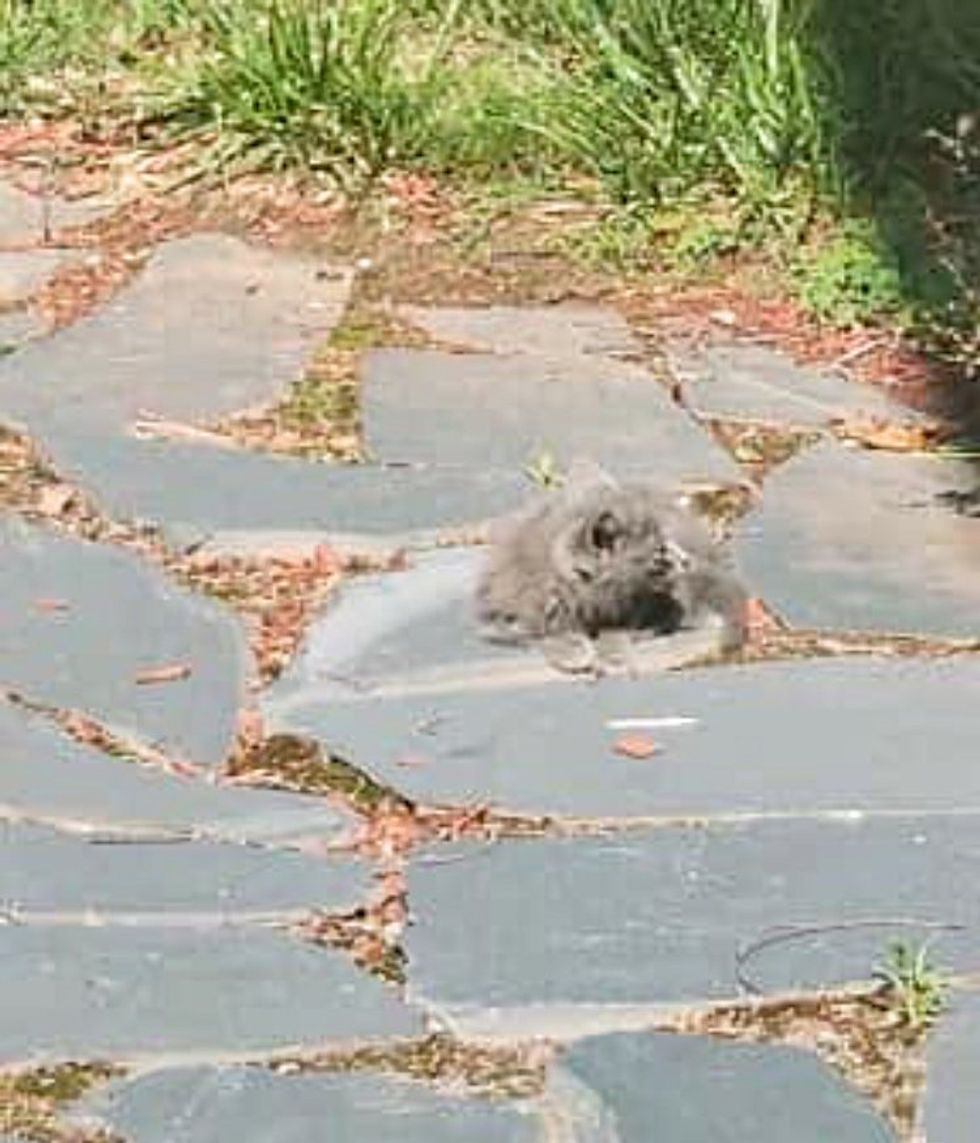 1689996593_128_Pessoa-bondosa-resgata-gatinho-que-entrava-e-saia-de-arbustos Pessoa bondosa resgata gatinho que entrava e saía de arbustos e acaba salvando sua vida