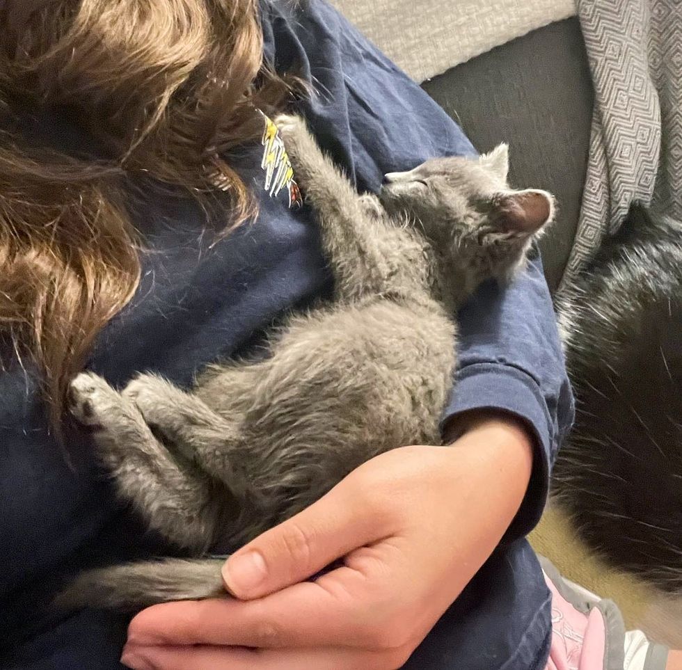 1689996593_246_Pessoa-bondosa-resgata-gatinho-que-entrava-e-saia-de-arbustos Pessoa bondosa resgata gatinho que entrava e saía de arbustos e acaba salvando sua vida