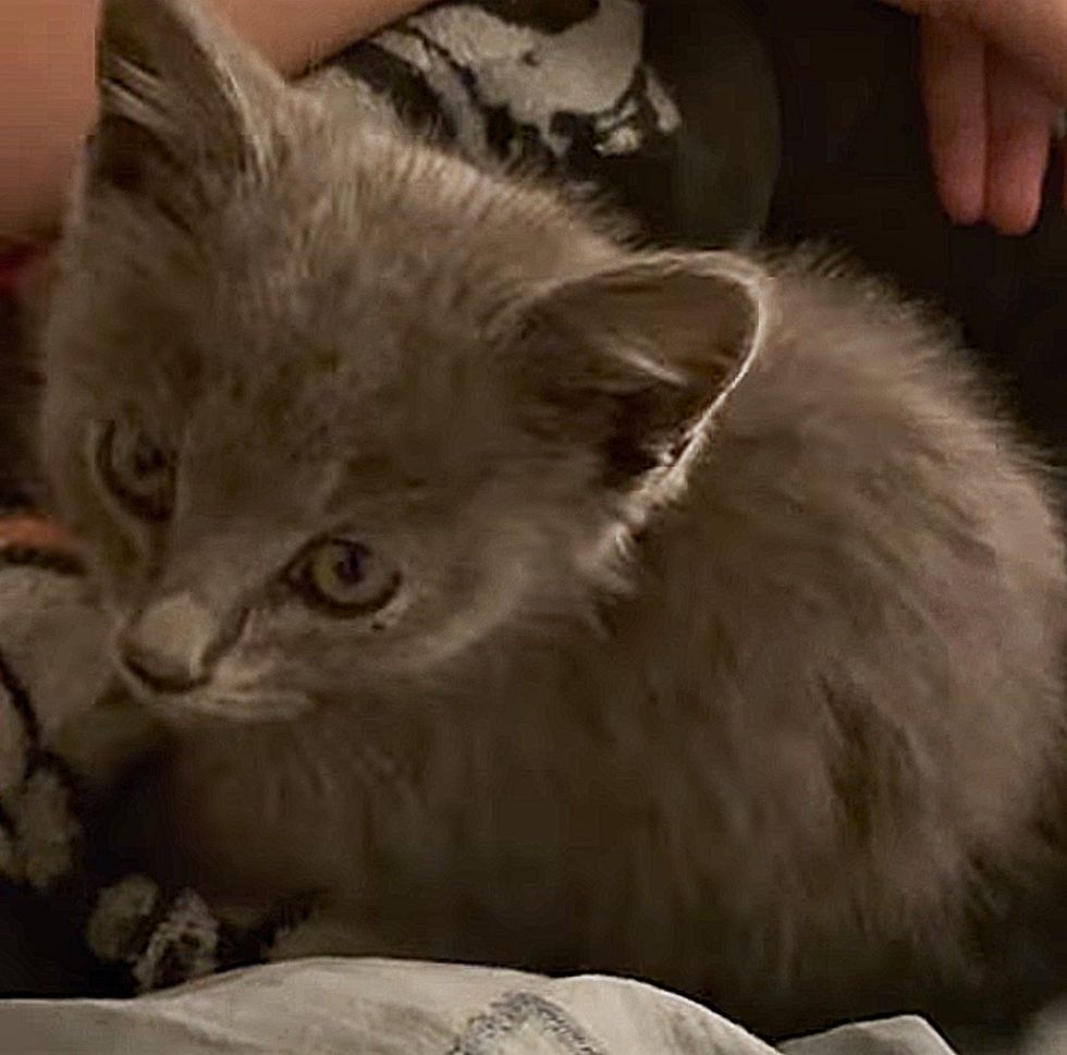 1689996593_649_Pessoa-bondosa-resgata-gatinho-que-entrava-e-saia-de-arbustos Pessoa bondosa resgata gatinho que entrava e saía de arbustos e acaba salvando sua vida