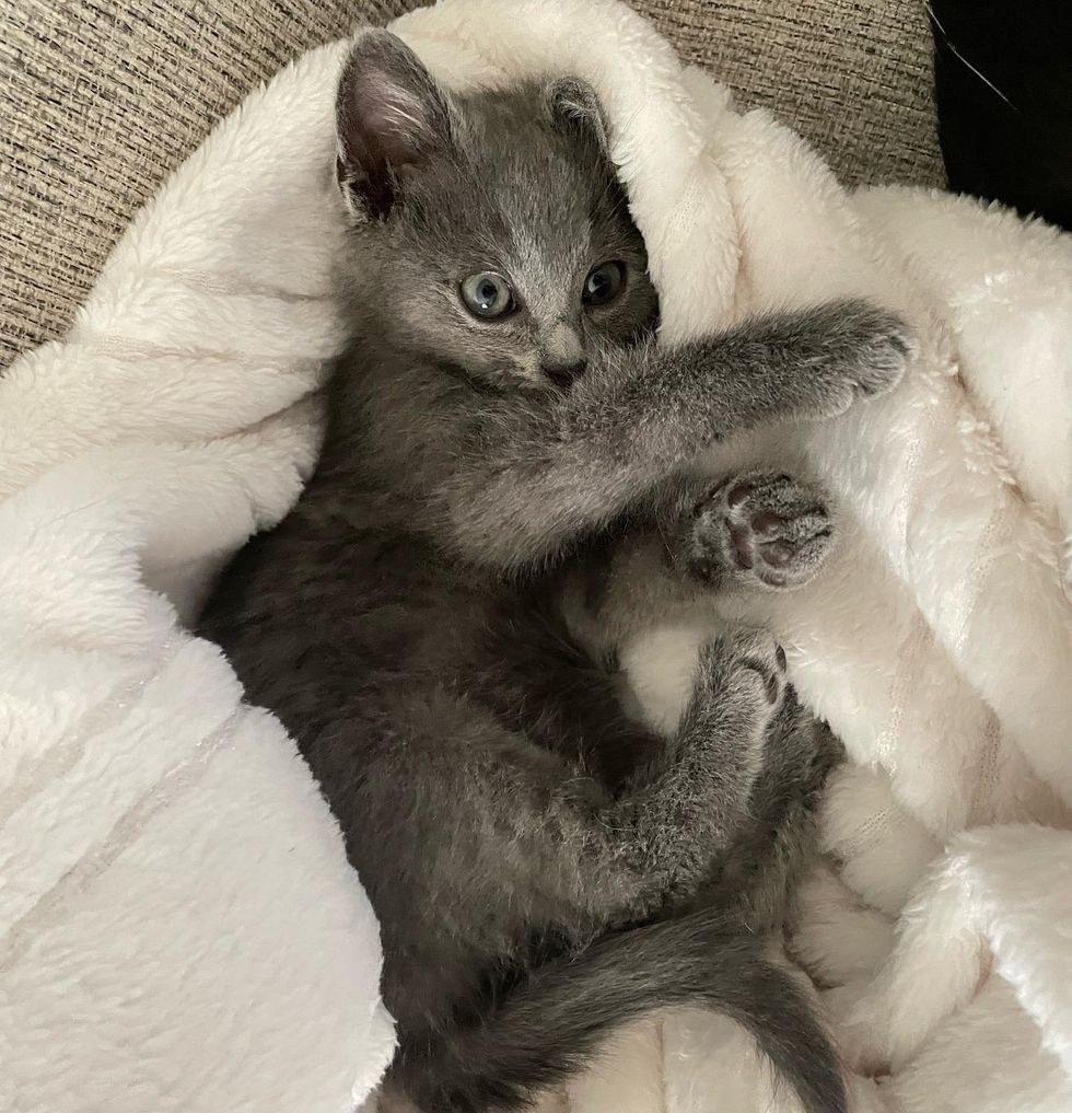 1689996594_332_Pessoa-bondosa-resgata-gatinho-que-entrava-e-saia-de-arbustos Pessoa bondosa resgata gatinho que entrava e saía de arbustos e acaba salvando sua vida