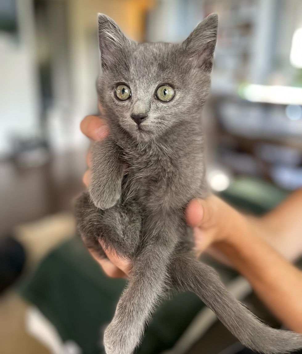 1689996595_903_Pessoa-bondosa-resgata-gatinho-que-entrava-e-saia-de-arbustos Pessoa bondosa resgata gatinho que entrava e saía de arbustos e acaba salvando sua vida