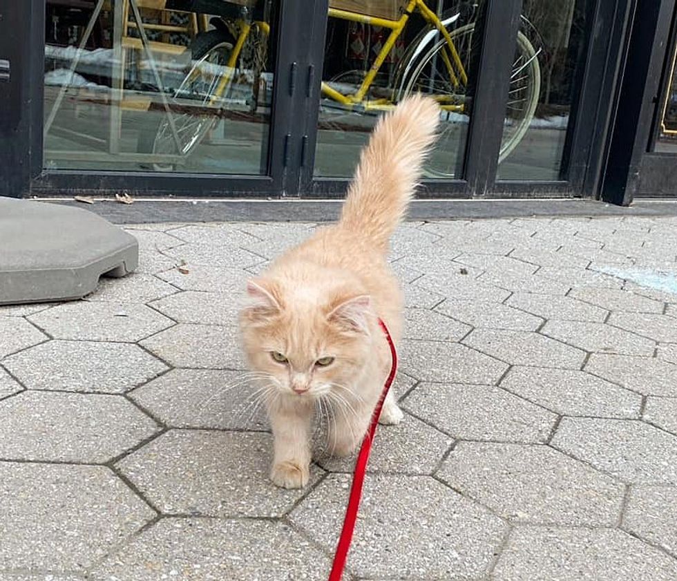 1690004021_79_Gatinho-nao-consegue-pular-mas-da-o-melhor-de-si Gatinho não consegue pular, mas dá o melhor de si todos os dias depois que alguém deu uma chance a ele