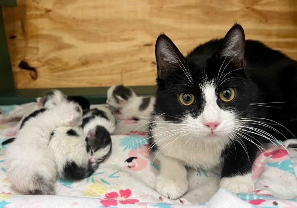 1690007662_837_Gata-tagarela-chega-a-vizinhanca-pedindo-ajuda-pouco-depois-de Gata tagarela chega à vizinhança pedindo ajuda, pouco depois de gentil mulher deixá-la entrar, ela tem gatinhos