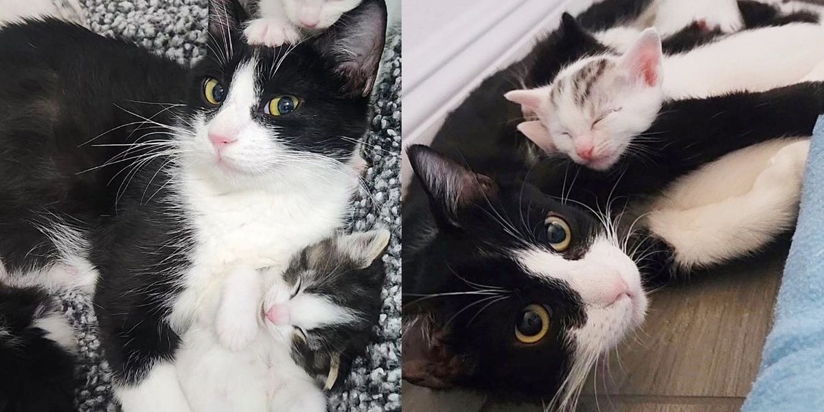 Gata tagarela chega à vizinhança pedindo ajuda, pouco depois de gentil mulher deixá-la entrar, ela tem gatinhos