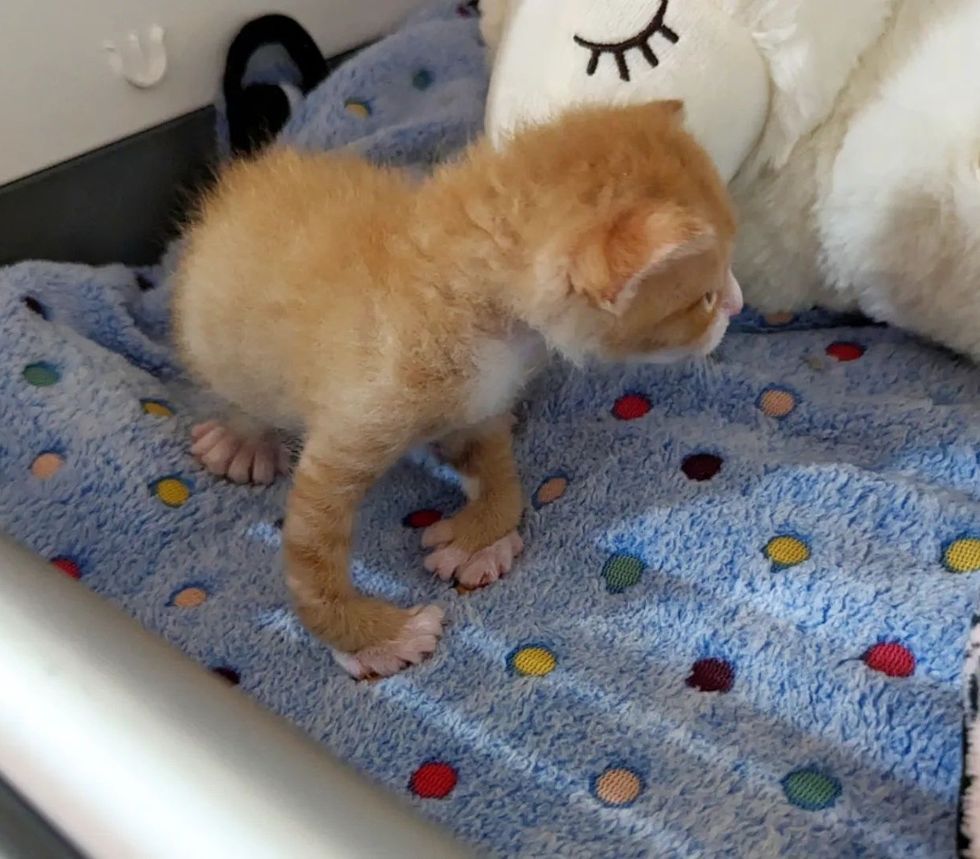 1690011362_247_Gatinho-chamado-Macarrao-tem-muitos-dedos-encontra-uma-pessoa-gentil Gatinho chamado 'Macarrão' tem muitos dedos, encontra uma pessoa gentil para ajudá-lo para que ele possa correr como outros gatinhos