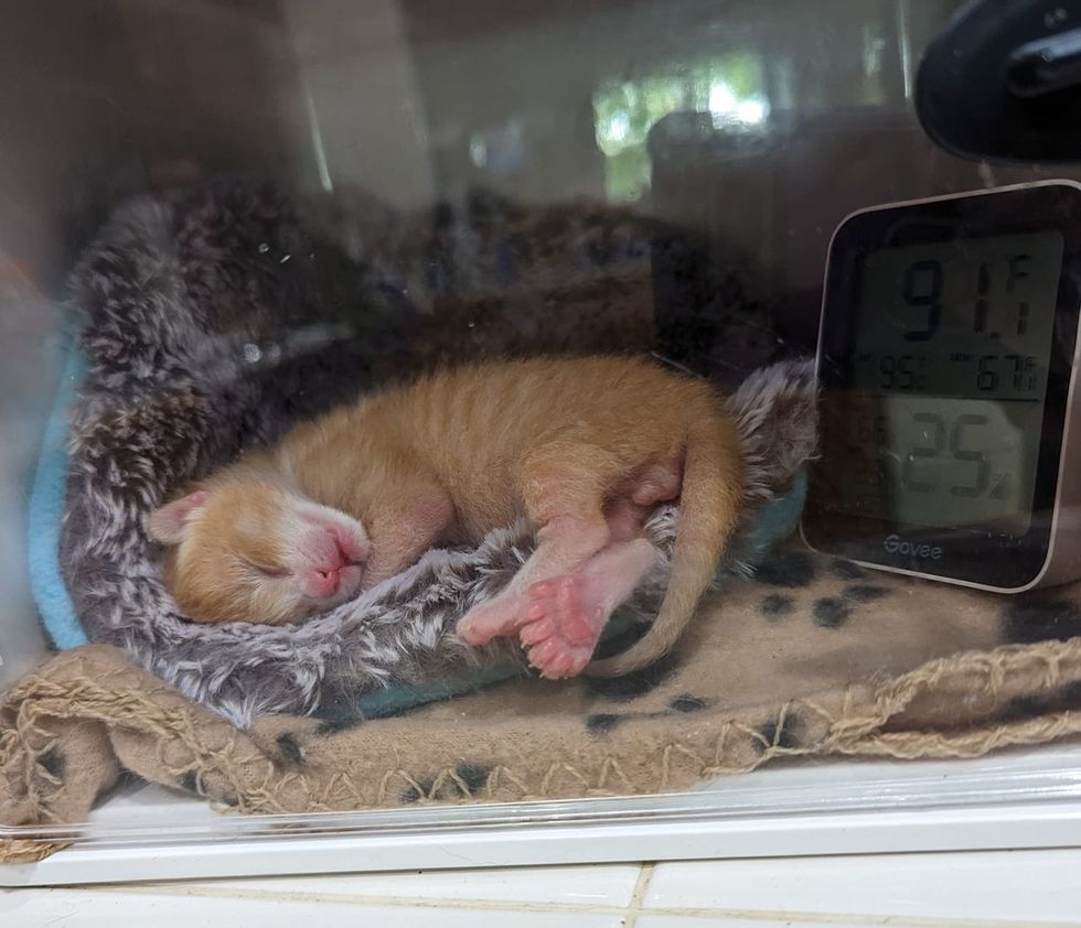 1690011362_434_Gatinho-chamado-Macarrao-tem-muitos-dedos-encontra-uma-pessoa-gentil Gatinho chamado 'Macarrão' tem muitos dedos, encontra uma pessoa gentil para ajudá-lo para que ele possa correr como outros gatinhos