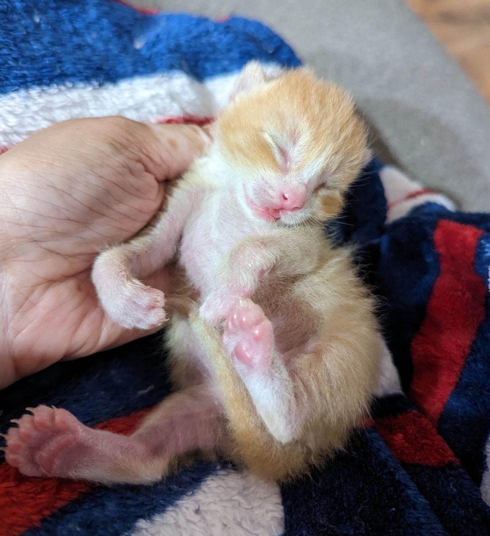 1690011362_615_Gatinho-chamado-Macarrao-tem-muitos-dedos-encontra-uma-pessoa-gentil Gatinho chamado 'Macarrão' tem muitos dedos, encontra uma pessoa gentil para ajudá-lo para que ele possa correr como outros gatinhos